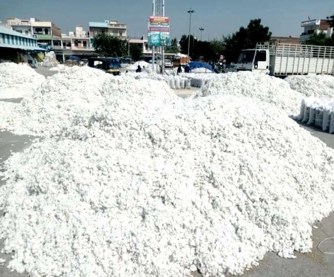  कापसाला यंदाही मिळतोय कमी दर, कापूस उत्पादकांची अडचण