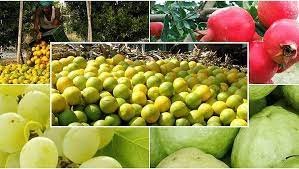 फळझाडांचे थंडीपासून संरक्षण कसे करावे?
