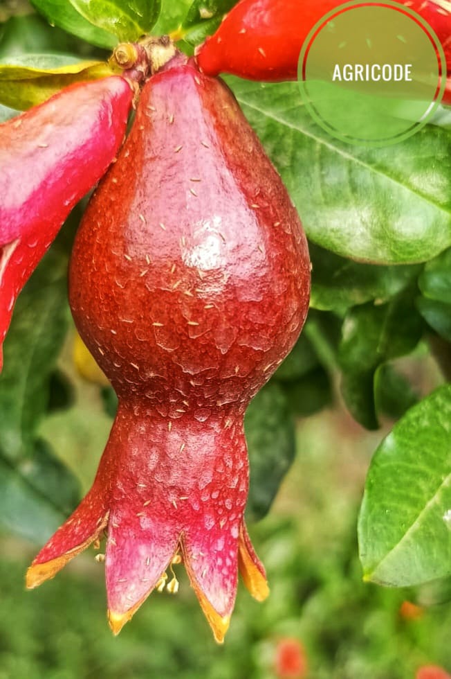 डाळिंबावरील फुलकिडीचे एकात्मिक किड व्यवस्थापन