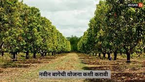 नवीन फळबागेचे नियोजन कसे करावे?;