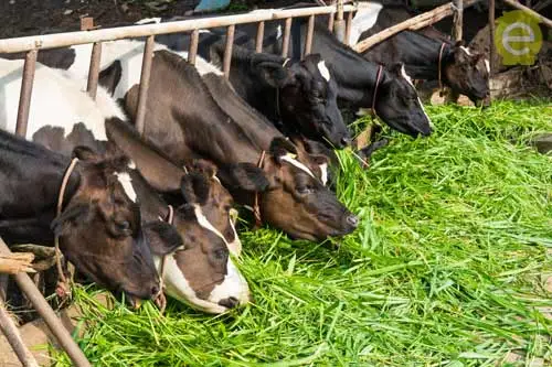 गायीच्या जाती आणि त्यांची वैशिष्ट्ये